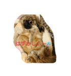 ペキニーズ 昊と愛月（個別スタンプ：2）
