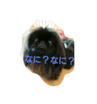 ペキニーズ 昊と愛月（個別スタンプ：6）