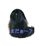 ペキニーズ 昊と愛月（個別スタンプ：7）