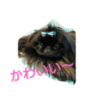 ペキニーズ 昊と愛月（個別スタンプ：8）