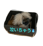 ペキニーズ 昊と愛月（個別スタンプ：10）