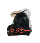 ペキニーズ 昊と愛月（個別スタンプ：12）