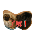 ペキニーズ 昊と愛月（個別スタンプ：13）