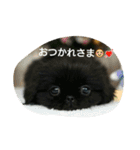 ペキニーズ 昊と愛月（個別スタンプ：18）