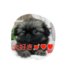 ペキニーズ 昊と愛月（個別スタンプ：20）