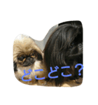 ペキニーズ 昊と愛月（個別スタンプ：22）