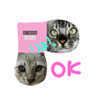 BengalCat Gin＆Cra part1（個別スタンプ：1）
