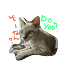 BengalCat Gin＆Cra part1（個別スタンプ：3）