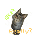 BengalCat Gin＆Cra part1（個別スタンプ：4）