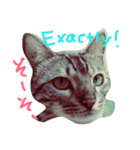 BengalCat Gin＆Cra part1（個別スタンプ：5）