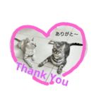 BengalCat Gin＆Cra part1（個別スタンプ：7）
