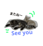 BengalCat Gin＆Cra part1（個別スタンプ：8）