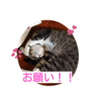 愛想なしの猫(3)（個別スタンプ：1）