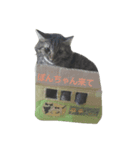 のらねこ組（個別スタンプ：2）