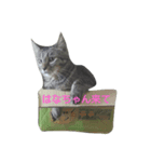 のらねこ組（個別スタンプ：3）
