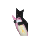 のらねこ組（個別スタンプ：4）