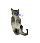 のらねこ組（個別スタンプ：5）