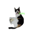 のらねこ組（個別スタンプ：6）