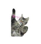 のらねこ組（個別スタンプ：7）
