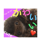 Showa dogs（個別スタンプ：2）