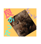 Showa dogs（個別スタンプ：5）