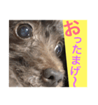 Showa dogs（個別スタンプ：14）