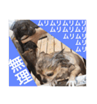 Showa dogs（個別スタンプ：17）