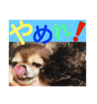 Showa dogs（個別スタンプ：18）