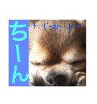 Showa dogs（個別スタンプ：21）