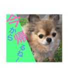 Showa dogs（個別スタンプ：22）