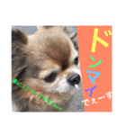 Showa dogs（個別スタンプ：23）