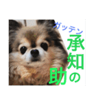 Showa dogs（個別スタンプ：25）