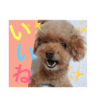 Showa dogs（個別スタンプ：31）