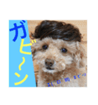 Showa dogs（個別スタンプ：32）