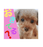 Showa dogs（個別スタンプ：35）