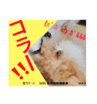 Showa dogs（個別スタンプ：36）