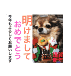 Showa dogs（個別スタンプ：40）