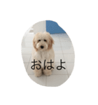 愛犬アーサーのスタンプです♡（個別スタンプ：1）