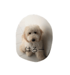 愛犬アーサーのスタンプです♡（個別スタンプ：2）