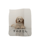 愛犬アーサーのスタンプです♡（個別スタンプ：4）