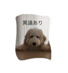 愛犬アーサーのスタンプです♡（個別スタンプ：5）