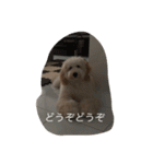 愛犬アーサーのスタンプです♡（個別スタンプ：6）