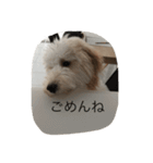 愛犬アーサーのスタンプです♡（個別スタンプ：7）