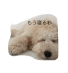 愛犬アーサーのスタンプです♡（個別スタンプ：8）
