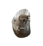 愛犬アーサーのスタンプです♡（個別スタンプ：9）