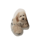 愛犬アーサーのスタンプです♡（個別スタンプ：11）