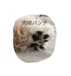 愛犬アーサーのスタンプです♡（個別スタンプ：12）