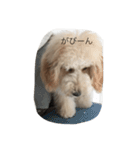 愛犬アーサーのスタンプです♡（個別スタンプ：13）
