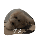 愛犬アーサーのスタンプです♡（個別スタンプ：14）