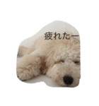 愛犬アーサーのスタンプです♡（個別スタンプ：15）